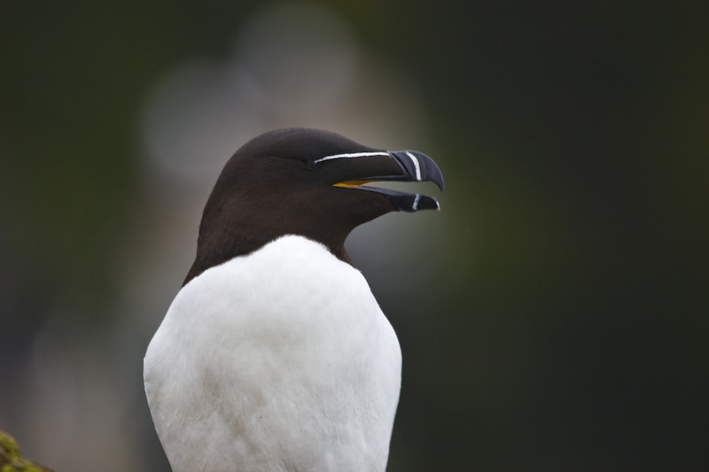 Razorbill